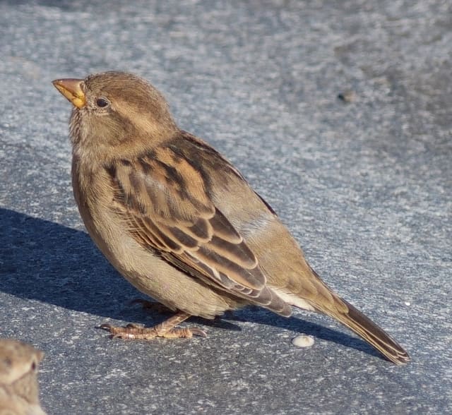 Gråspurvhunn står på grå asfalt i halvprofil, med jevnt beige hode, lys strek over øyet, brunstripet rygg og tykt nebb.