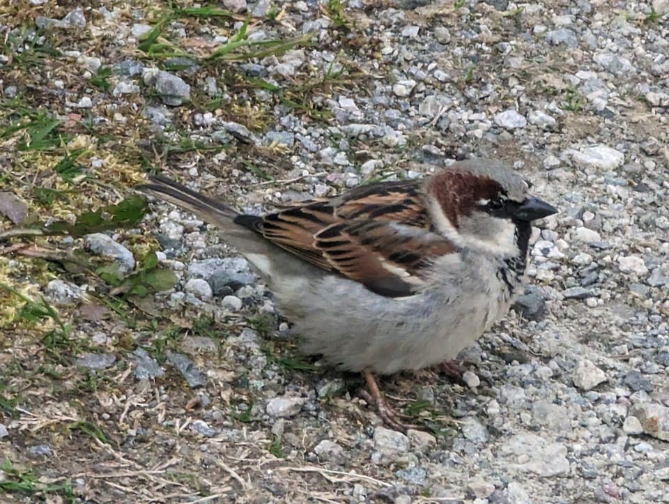 Gråspurvhann står på grus i profil, med grå isse, rødbrunt nakkebånd, svart hake og brun vinge med lyse striper.