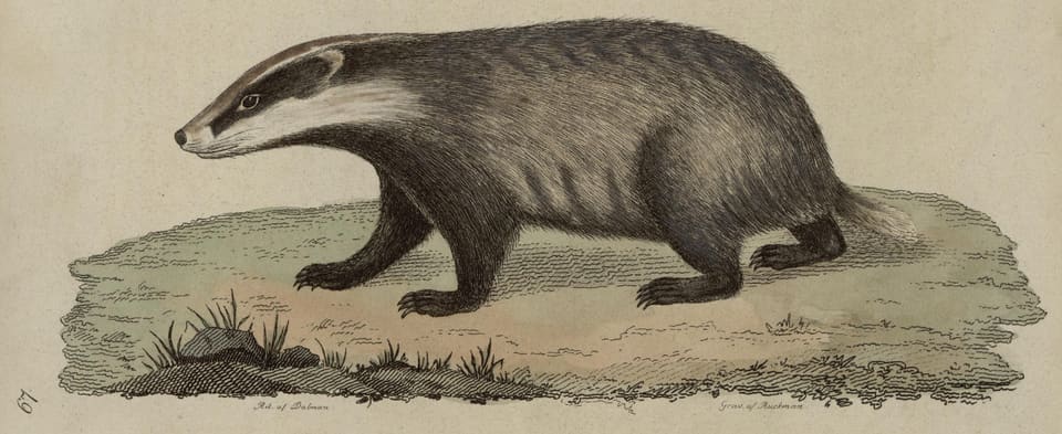 Gammel, håndkolorert tegning av en grevling i profil på en liten gresshaug, med hvitt hode, svart øyestripe og grått fell.