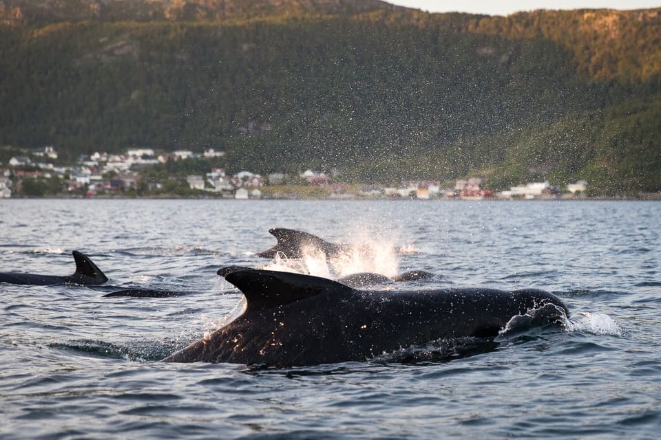 Grindhvaler svømmer tett ved overflaten i en fjord med bebyggelse og skogkledde lier i bakgrunnen. En ryggfinne og en sprut er synlig.