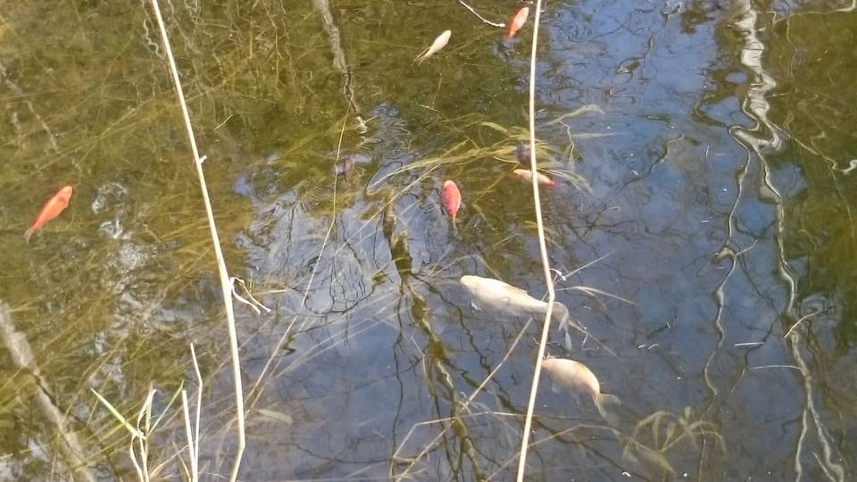 Oransje og hvite gullfisk svømmer i klart vann mellom tørre siv.