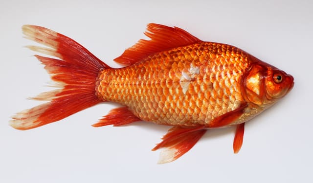 Oransjerød gullfisk på hvit bakgrunn sett fra siden, med en lang ryggfinne og flikete, tydelig delt halefinne.