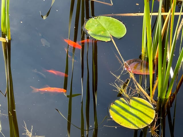 Tre oransje gullfisk svømmer mellom siv og nøkkerosebladene i mørkt vann.