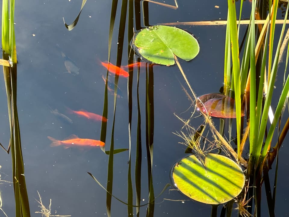 Tre oransje gullfisk svømmer mellom siv og nøkkerosebladene i mørkt vann.