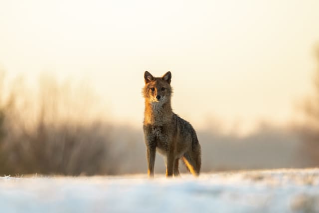 Gullsjakal står rett mot kameraet på et snødekt jorde. Beina er lange og tynne, og pelsen er gråbrun med lysere strupe.