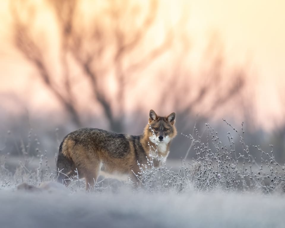 Gullsjakal sett fra siden i frostkledd gress og lav morgensol. Pelsen er gråbrun med mørkere sadel på ryggen, snuten er spiss og halen er kort og busket.