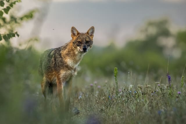 Gullsjakal i høyt gress på en eng om sommeren. Dyret ser mot kameraet, med rødbrune ører og grågul pels med mørk skulder.