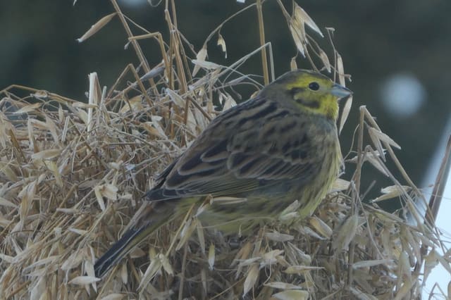 Gulspurv sitter på en dott av tørr halm, med mørkestripet rygg, dempet gult hode med mørke kinnstriper og et lyst nebb.