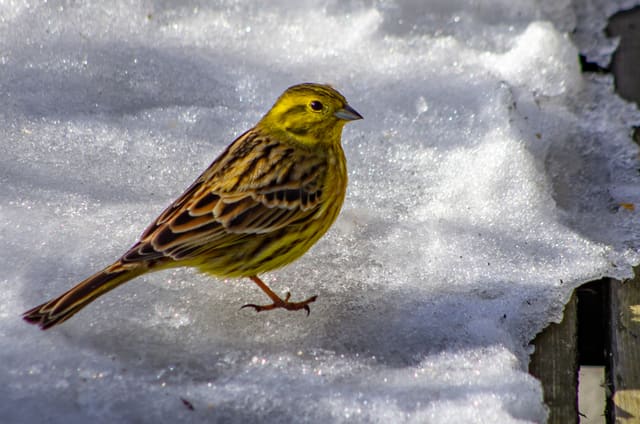Gulspurv med brunstripete rygg og dempet gul hals og bryst går på en snøflekk, med lyst nebb.