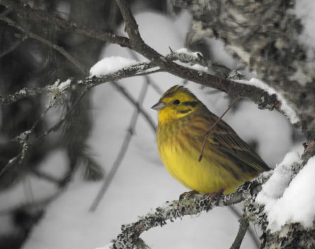 Gulspurv sitter på en snødekt gren, med gult bryst og hode med mørke striper, olivenbrun rygg og et lyst nebb.