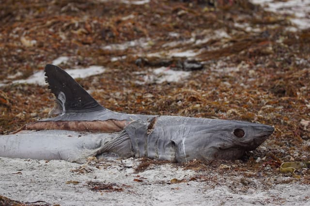 Strandet håbrann på tang og sand, med spiss snute, mørkt øye og stor ryggfinne.