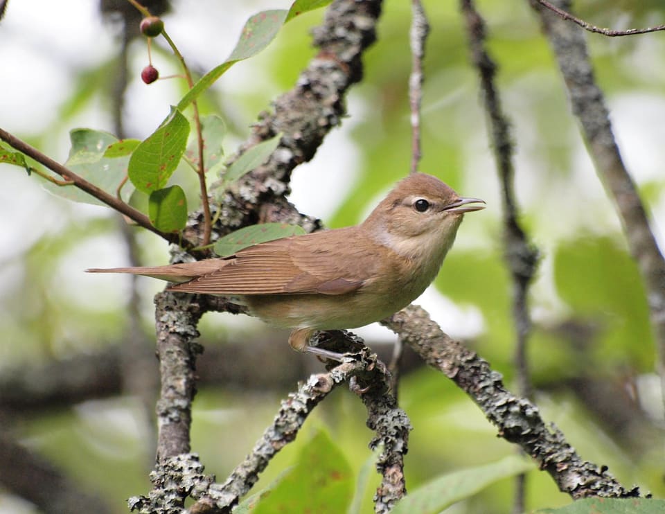 Hagesanger sitter på en lavdekt gren, ensfarget brun med lys buk, kort nebb og lyst øyering, uten svart eller rødbrun isse.