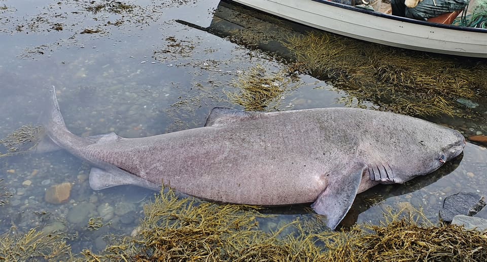 Stor, lys grå håkjerring ligger strandet i grunt vann ved en robåt, med kort snute, små finner og et langt, lavt ryggparti.