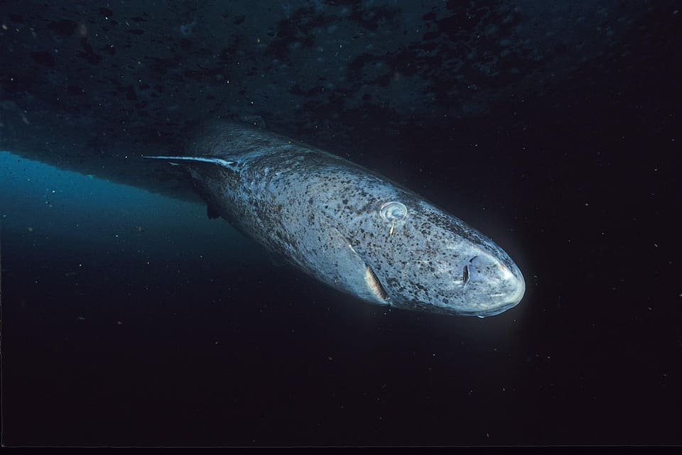 Håkjerring svømmer mot kameraet i mørkt vann under isen. Bred, avrundet snute, lite øye med en parasitt, små finner og grå, flekkete hud.