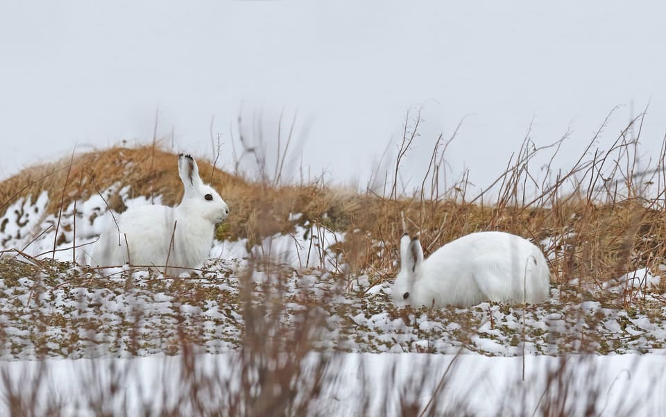 To hvite snøharer hviler på en lav rygg med gult gress og snøflekker.