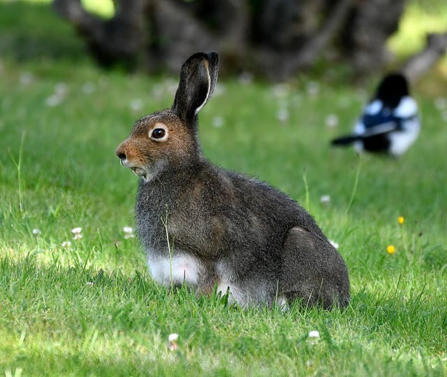 Snøhare i mørk grå-brun sommerdrakt sitter i gresset. Halen og låra er hvite, og ørene har sorte spisser.