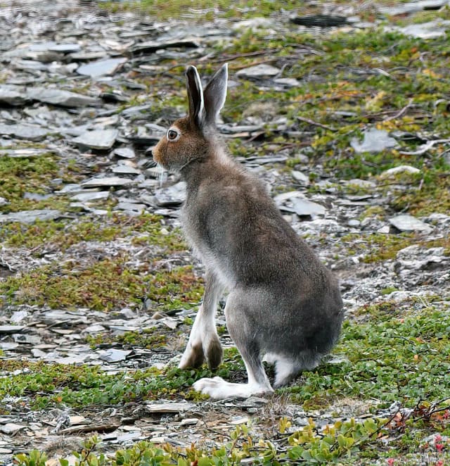 Snøhare i grå sommerdrakt sitter på steinmark. Ørene er korte med mørke spisser, og bakføttene er hvite.