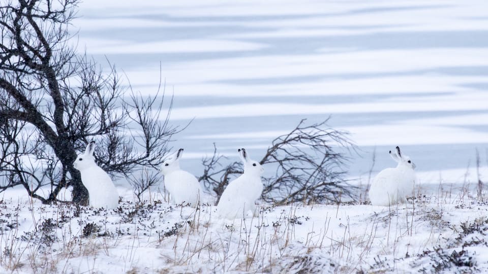 Fire hvite snøharer sitter spredt i snødekt lyng ved et vann.