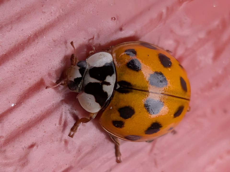 En oransje harlekinmarihøne sett ovenfra på en rosa flate. Dekkvingene har mange svarte flekker, og det lyse halsskjoldet har et svart M-formet mønster.