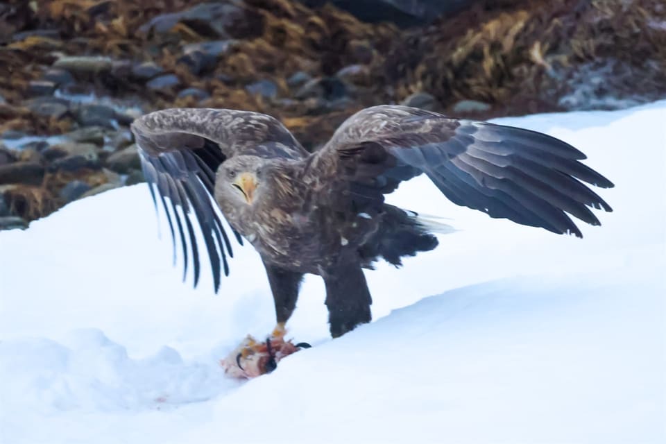 Havørn står på snø med halvt utslåtte vinger og et bytte mellom klørne, med tang og stein bak.