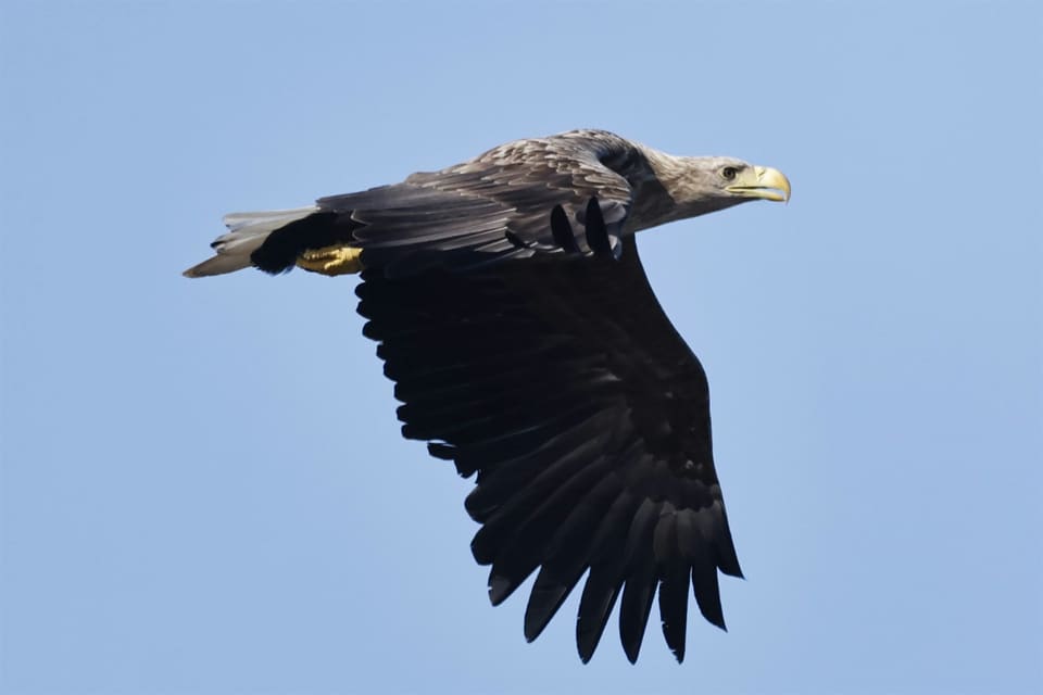 Voksen havørn i flukt mot blå himmel, sett fra siden, med lyst hode, gult nebb og brede, mørke vinger.
