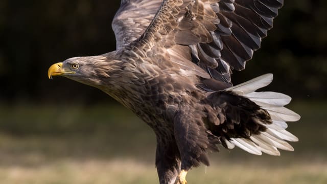 Voksen havørn lander med spredt, hvit hale, brune vinger og kraftig, gult nebb.