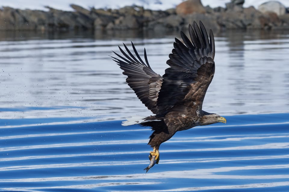 Voksen havørn letter fra vannet med en fisk i klørne, med løftede vinger, hvit hale og gult nebb.