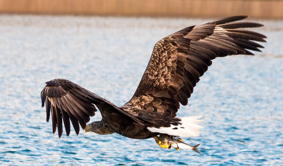 Havørn flyr lavt over blått vann med en fisk i klørne og hvit hale.