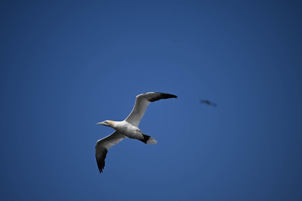 Havsule i flukt mot mørkeblå himmel, sett skrått ovenfra, med hvit kropp, svarte vingespisser og gulaktig hode.