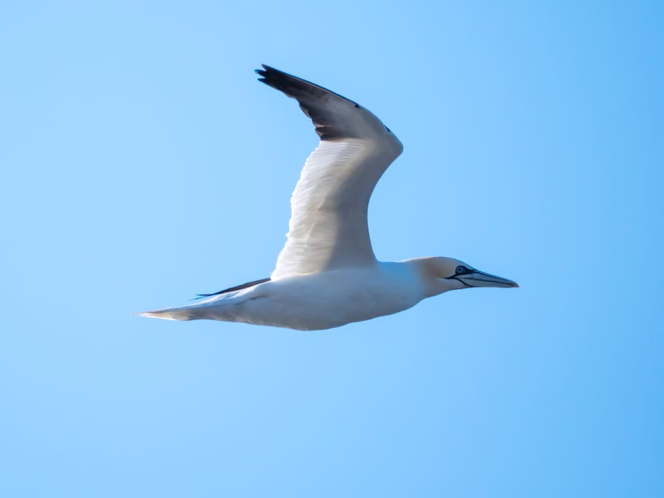 Havsule i flukt mot blå himmel sett fra siden, med hvit kropp, lange, smale vinger med svarte vingespisser, gulaktig hode og et langt, spisst nebb.
