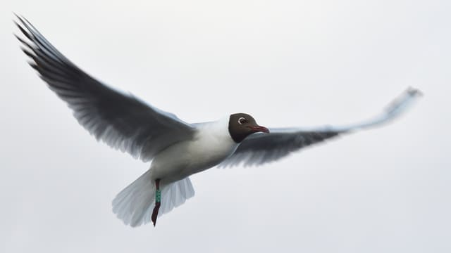 Hettemåke i flukt sett fra siden og nedenfra, med brun hette, lyse vinger med mørkere spisser og en grønn ring på det ene beinet.