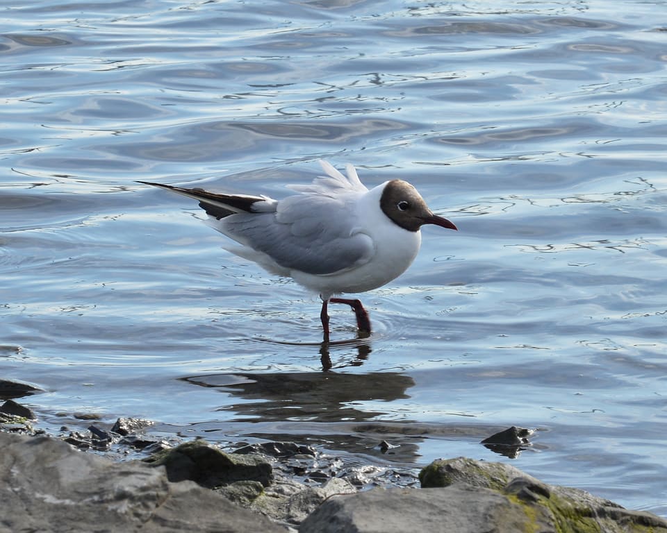 Hettemåke står på ett ben i grunt vann ved en steinete strand, med brun hette, rødt nebb og lysegrå rygg.