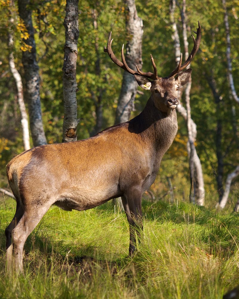 Hjortebukk med store gevir står i lys bjørkeskog og ser mot kameraet.