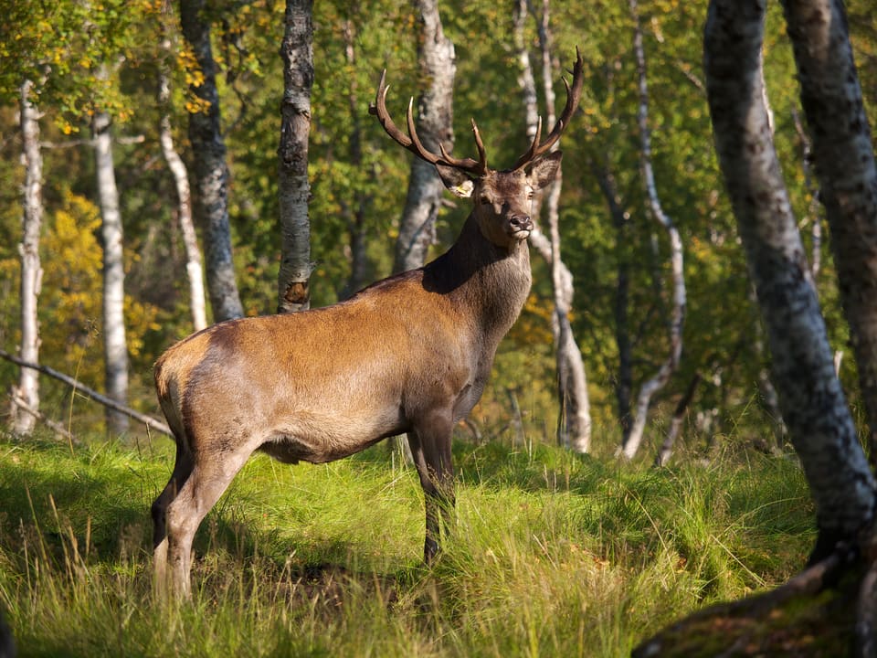 Hjortebukk med store gevir står i lys bjørkeskog og ser mot kameraet.