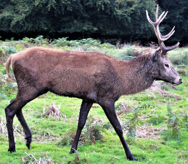Hjortebukk i full profil, mørk i fargen med kraftig hals og et gevir med mange tagger, mørke ben og lys flekk rundt halen.
