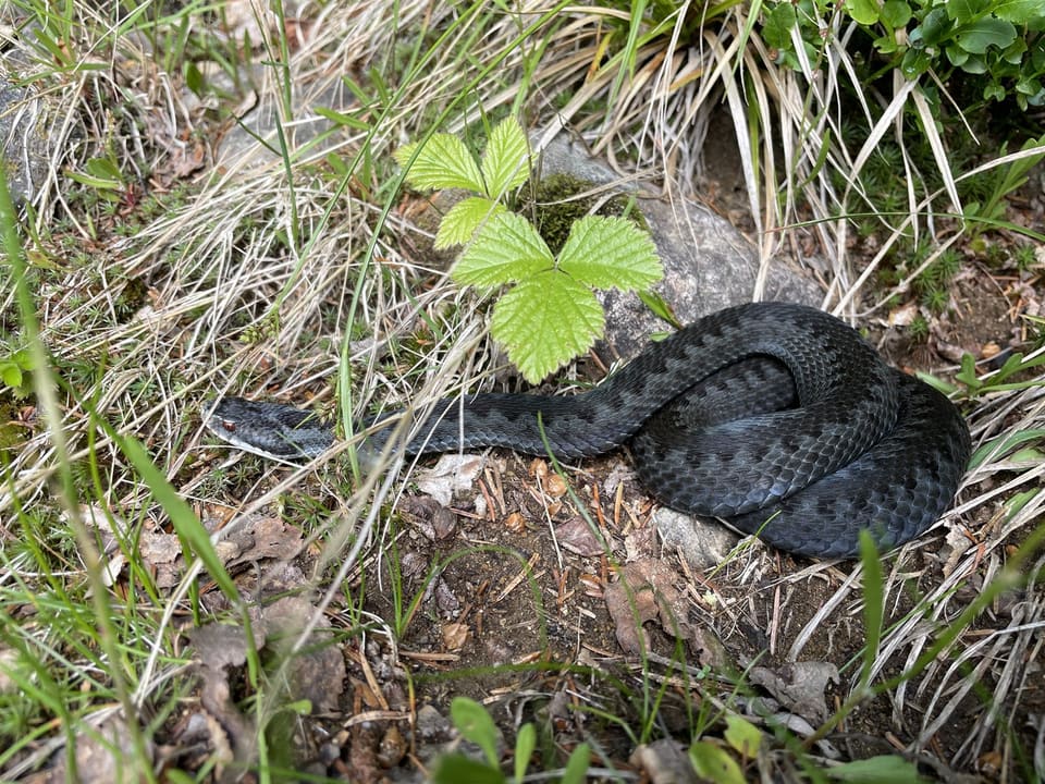 Mørk, nesten svart hoggorm ligger kveilet mellom tørt gress og et jordbærblad, med et svakt sikksakkmønster på ryggen.
