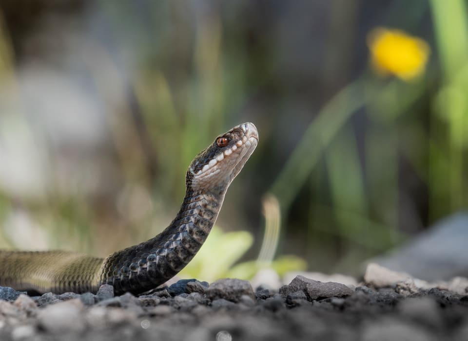 Hoggorm med grå kropp og mørk sikksakkstripe løfter hodet over grus, med rød iris og lyse leppeskjell, og en gul blomst uskarp bak.