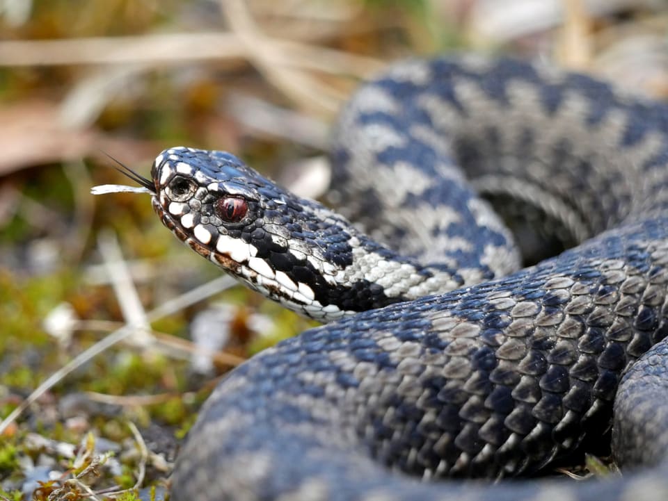 Grå hoggorm med tydelig sikksakkmønster ligger kveilet og stikker ut tungen, med rød iris og en loddrett, smal pupille.