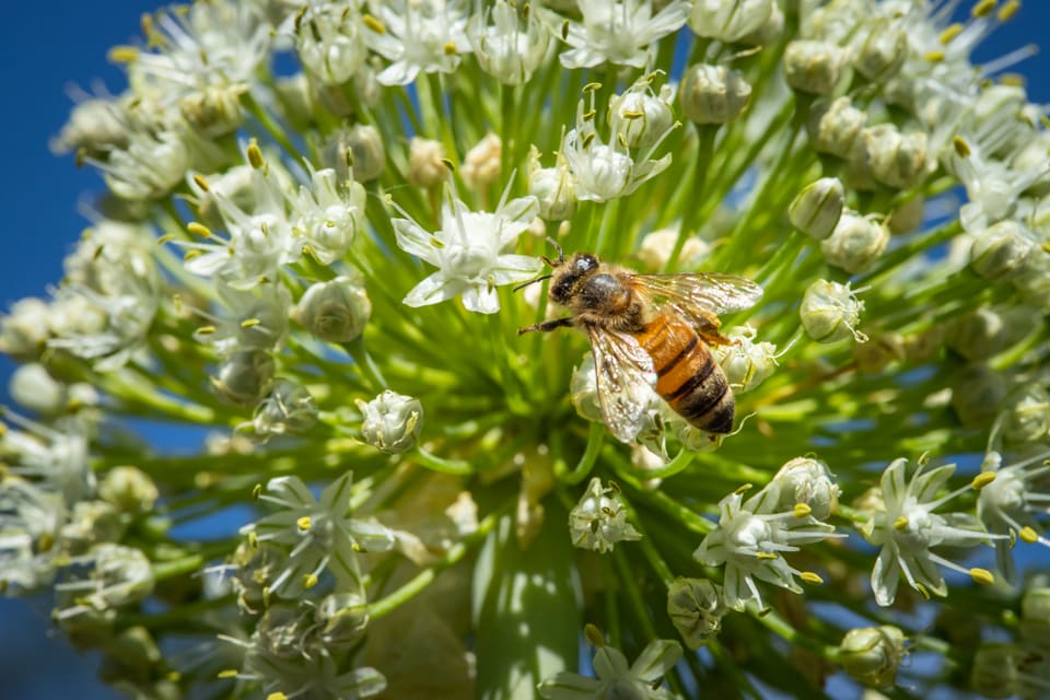 Honningbie med pollen på en hvit blomsterskjerm av løk mot blå himmel, sett fra siden.