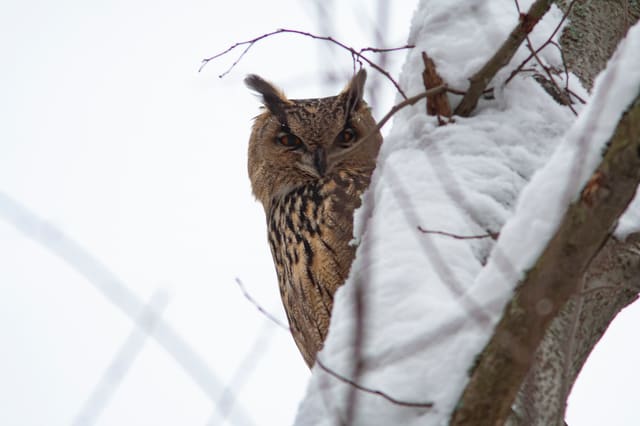 Hubro titter fram bak en snødekt gren med lange, kantete ørefjær, store oransje øyne og brunt bryst med svarte lengdestriper.