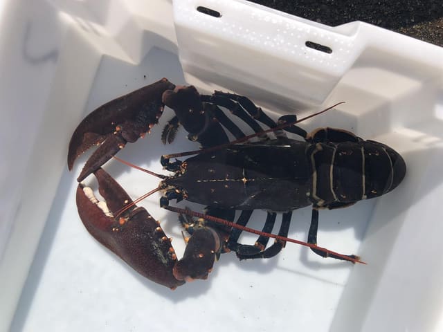 Hummer ligger i en hvit kasse sett ovenfra, med store ujevne klør, lange følehorn og tverrstriper på bakkroppen.