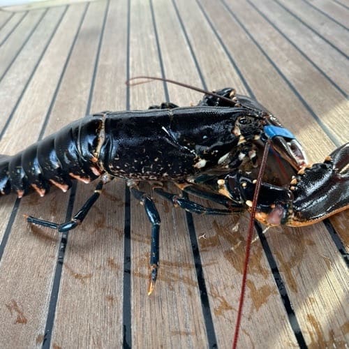 Fanget hummer på et teakdekk, sett fra siden. Blåsvart skall med lyse prikker og en blå merkelapp på ett følehorn.