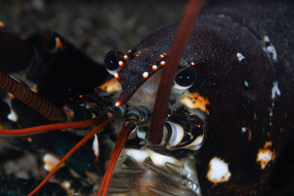 Nærbilde av hodet på en hummer under vann: svarte øyne, røde følehorn og hvite flekker på skjoldet.