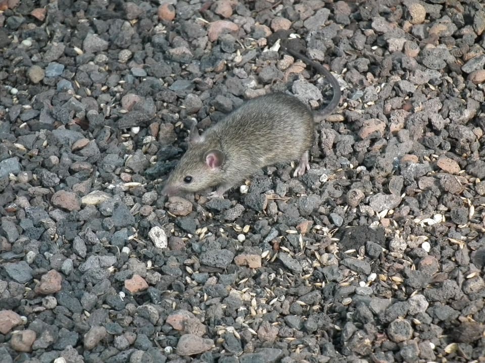 Husmus på mørk grus med frøskall, sett skrått ovenfra. Pelsen er jevnt gråbrun, ørene er små og rosa, og den lange halen er mørk og nesten naken.