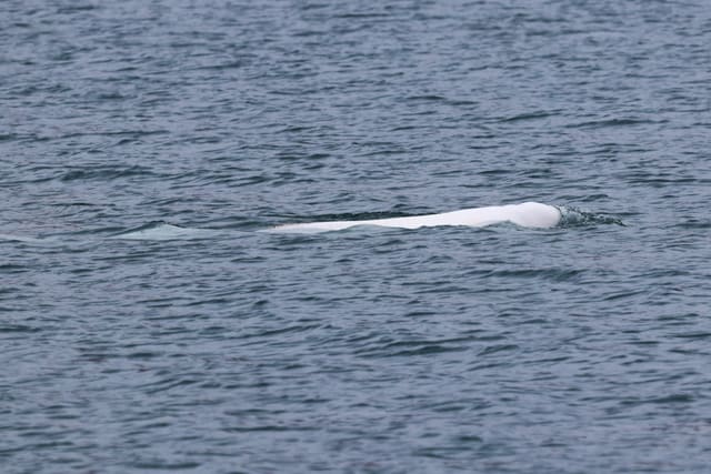 Hodet og ryggen til en hvit hvithval kommer opp av mørkt, bølgete vann og skyver foran seg en liten bølge.
