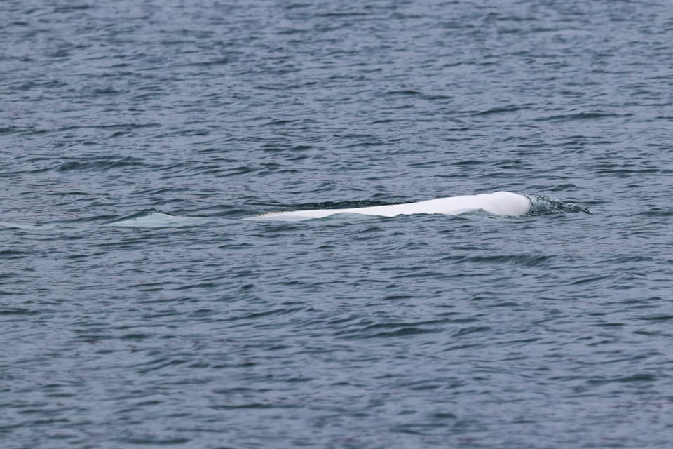 Hodet og ryggen til en hvit hvithval kommer opp av mørkt, bølgete vann og skyver foran seg en liten bølge.