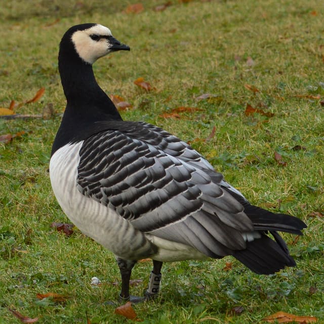 Hvitkinngås står rett opp på en gressplen, med kremhvitt ansikt, svart nebb, hals og bryst og grå rygg med svarte og hvite striper.