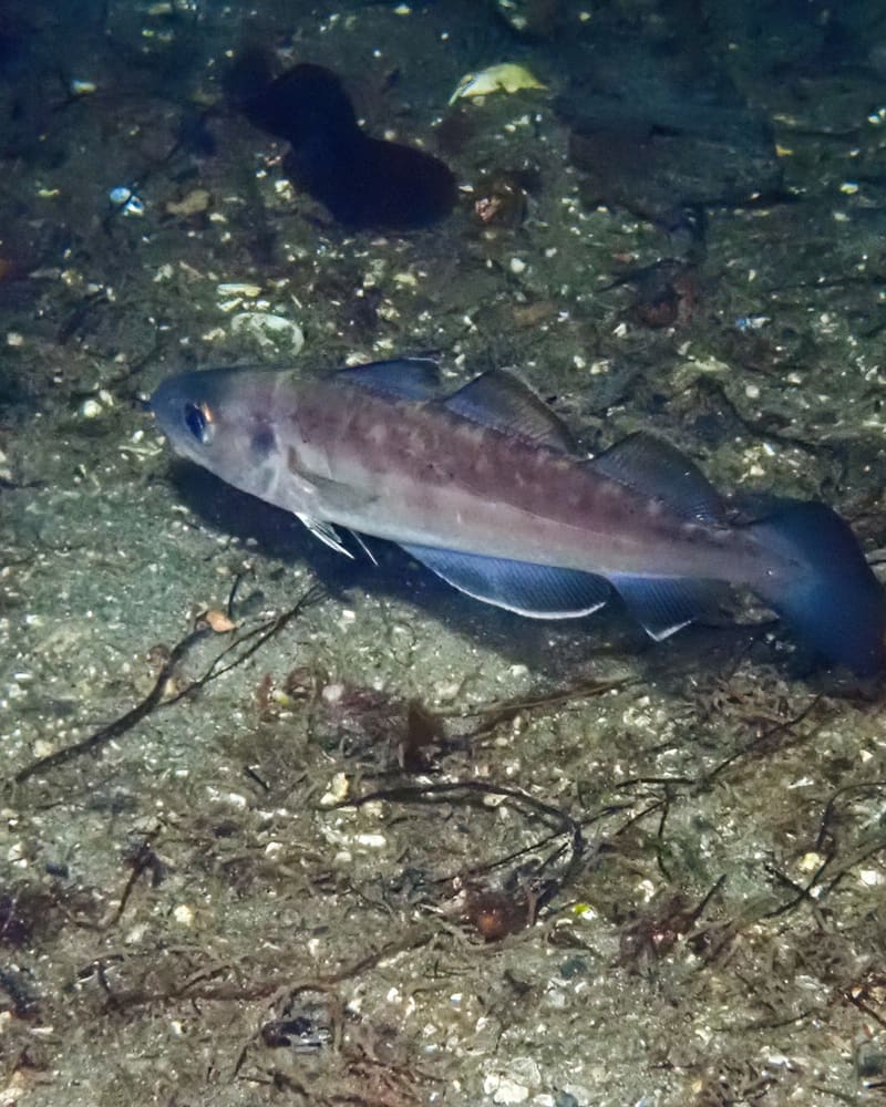 Hvitting hviler på sandbunn med skjellrester og tang. Fisken har tre ryggfinner, to gattfinner, en mørk flekk ved brystfinnebasen og ingen lang skjeggtråd på haken.