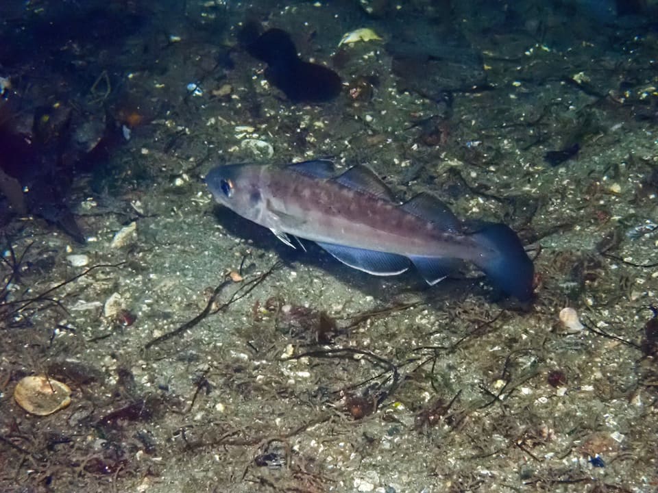 Hvitting hviler på sandbunn med skjellrester og tang. Fisken har tre ryggfinner, to gattfinner, en mørk flekk ved brystfinnebasen og ingen lang skjeggtråd på haken.