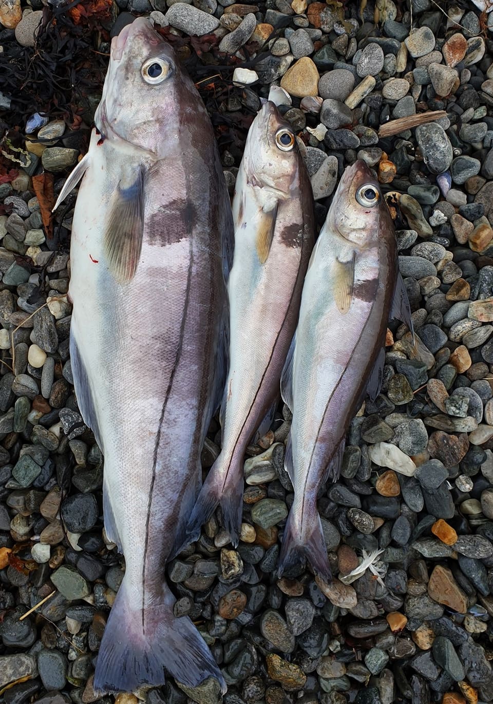 Tre hyser av ulik størrelse ligger side om side på steinstrand. Hver har en svart flekk over brystfinnen og en svart sidelinje fra gjellelokket til halen.